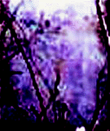 e0103408_1332312.gif