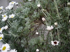 c0190010_21271166.jpg