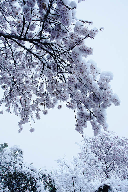 雪の花見山、その２_b0010915_21102482.jpg