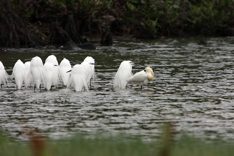 八重山の鳥達-06/クロツラヘラサギ夏羽_f0178716_2375796.jpg