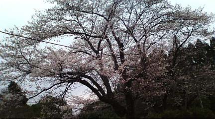 春爛漫・・そして火山噴火・・_c0155326_16513392.jpg
