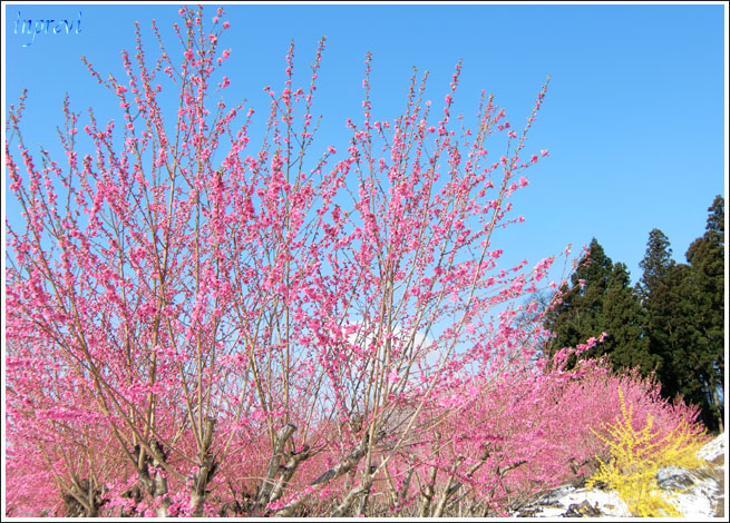 花の団地_d0015026_9415430.jpg