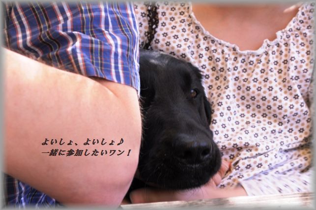 あれに似ている!(笑)アスパラちくわの豚巻きフライ♪_d0104926_149336.jpg
