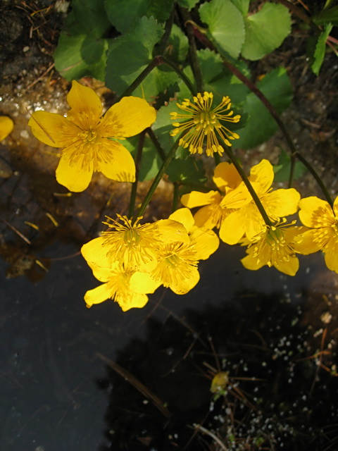 植物園_a0086828_234643.jpg