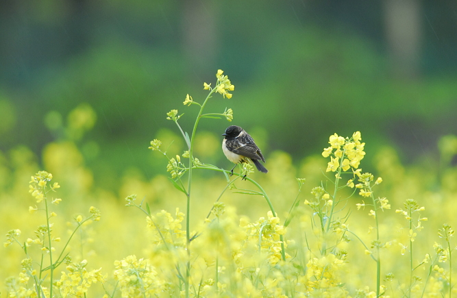 菜の花とノビタキ_b0162232_6435420.jpg