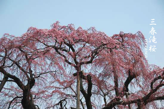 三春の滝桜_a0143435_1944323.jpg