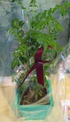 f0038336_8562059.jpg