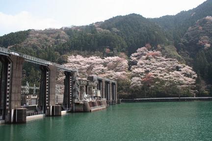 桜　～川口ダム湖畔～　（那賀町）_e0146338_15315793.jpg