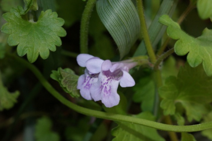 カキドオシ_b0042439_5142761.jpg