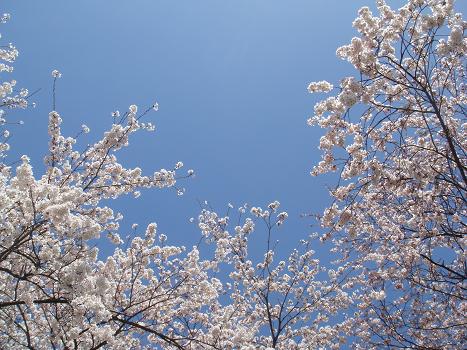 桜の咲く風景 その3_a0014840_23193955.jpg