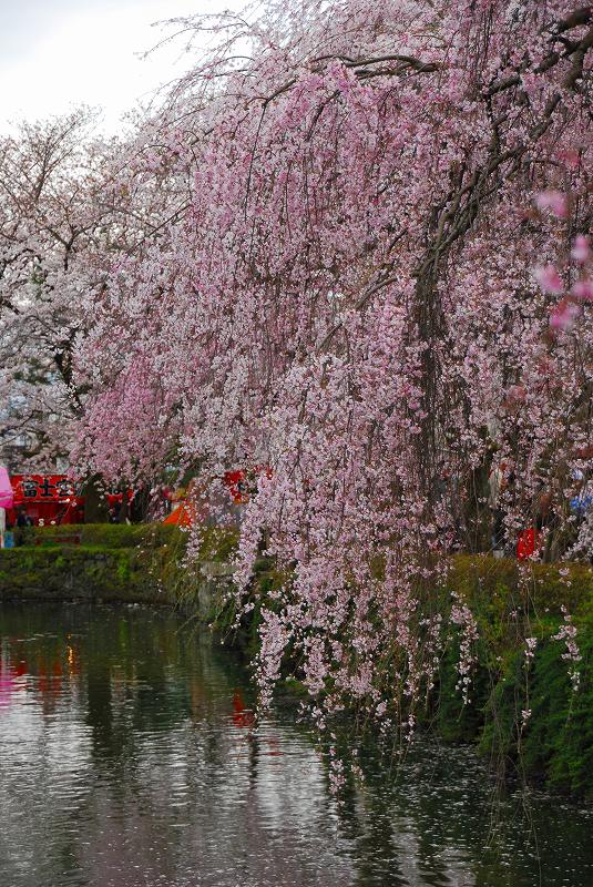 三嶋大社の桜_c0220040_23214415.jpg