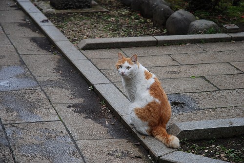 江ノ島の猫たち_b0050443_21294542.jpg