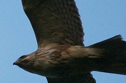 a0157046_63122.jpg