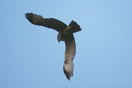 a0157046_66387.jpg
