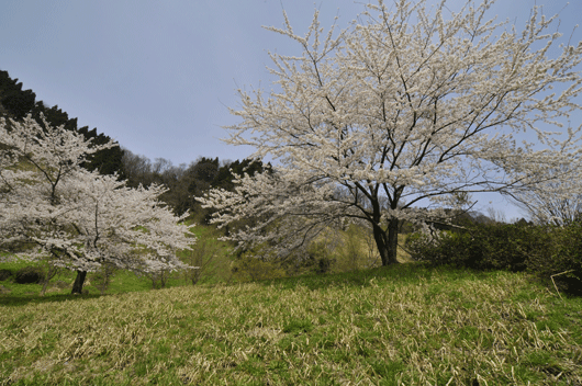 c0093046_7424282.gif