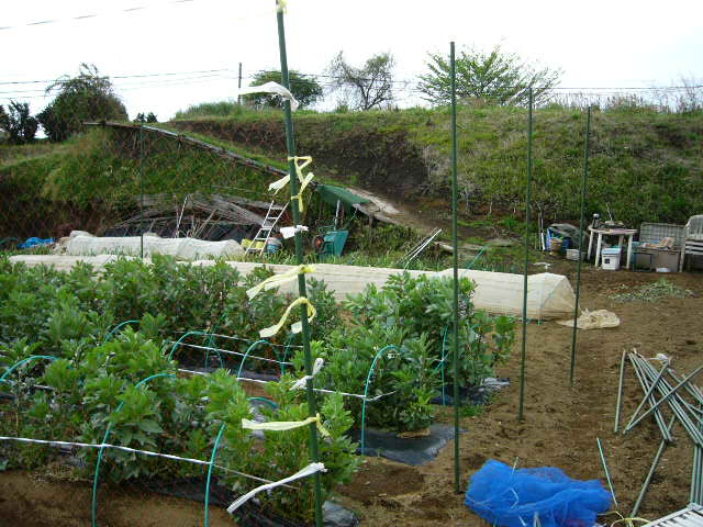 蚕豆の防鳥ネット張り_c0222448_1526118.jpg