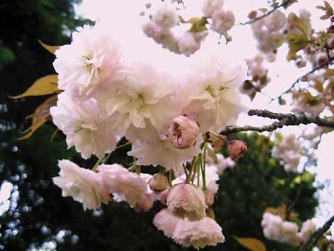 【春爛漫の八重桜♪】_b0009849_17111494.jpg