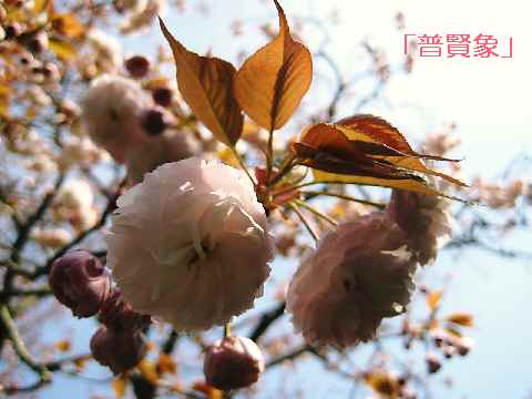【春爛漫の八重桜♪】_b0009849_1711862.jpg