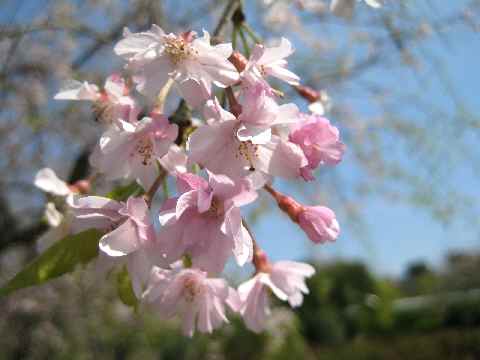 【春爛漫の八重桜♪】_b0009849_17133681.jpg