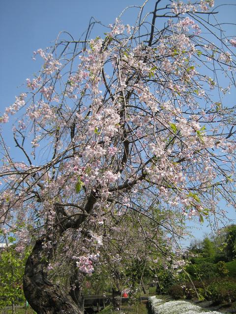 【春爛漫の八重桜♪】_b0009849_1713437.jpg