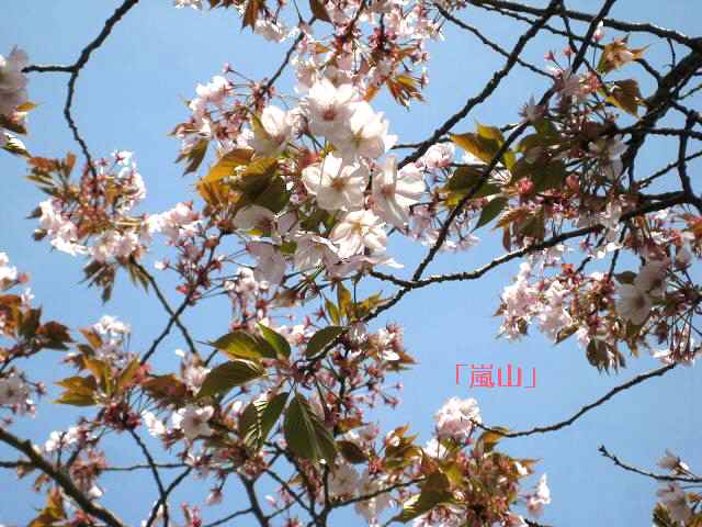 【春爛漫の八重桜♪】_b0009849_1715545.jpg