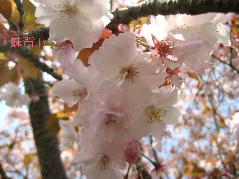 【春爛漫の八重桜♪】_b0009849_1716460.jpg