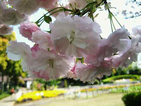 【春爛漫の八重桜♪】_b0009849_1744942.jpg