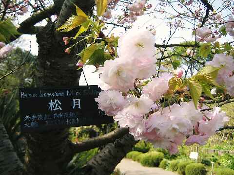 【春爛漫の八重桜♪】_b0009849_1784139.jpg