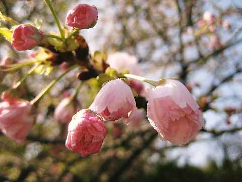 【春爛漫の八重桜♪】_b0009849_1784923.jpg