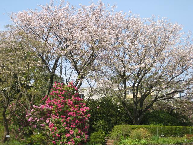 【春爛漫の八重桜♪】_b0009849_17863.jpg