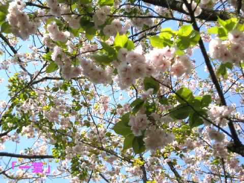 【春爛漫の八重桜♪】_b0009849_1791668.jpg