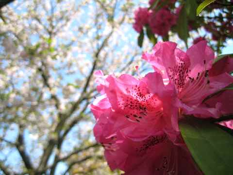 【春爛漫の八重桜♪】_b0009849_1792459.jpg