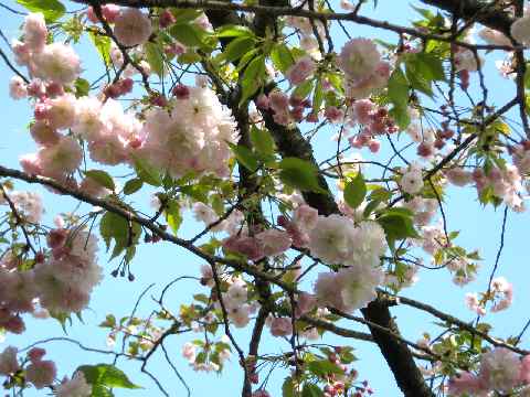 【春爛漫の八重桜♪】_b0009849_179985.jpg