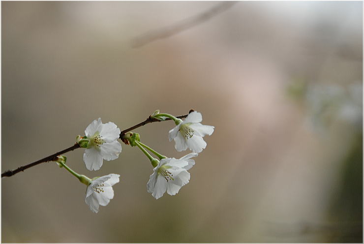 多摩森林科学園_c0122452_23132197.jpg