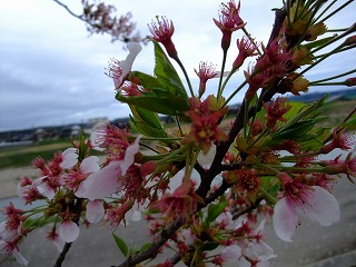 ☆桜の開花情報☆_c0208355_1211978.jpg