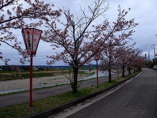 ☆桜の開花情報☆_c0208355_1212869.jpg