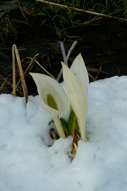 雪と水芭蕉～_d0041158_23112035.jpg