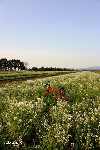  干拓地にも春_c0200862_1025019.jpg