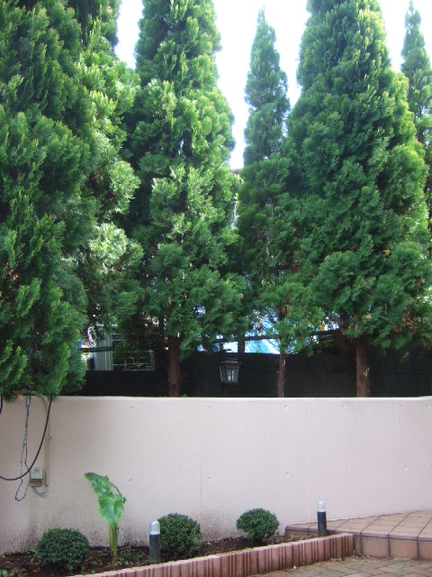 c0229062_1641272.jpg