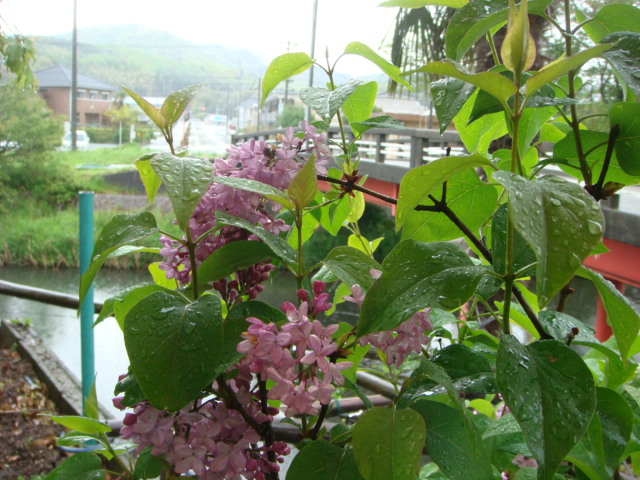 恵みの雨　夏野菜植えました。_d0007071_1654791.jpg