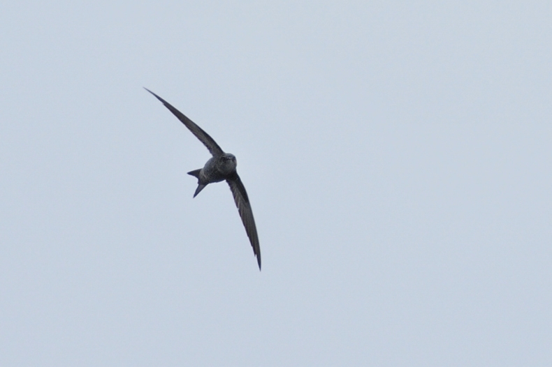 アマツバメ_f0053272_12171889.jpg