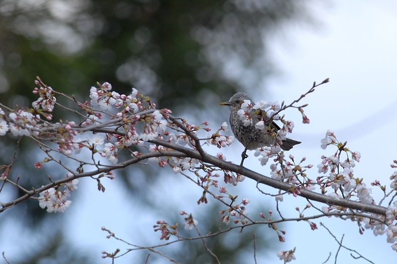 花と鳥さん・・・10種_f0053272_14592269.jpg