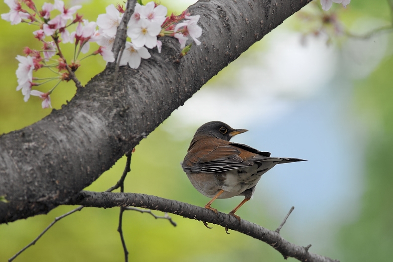 花と鳥さん・・・10種_f0053272_1503017.jpg