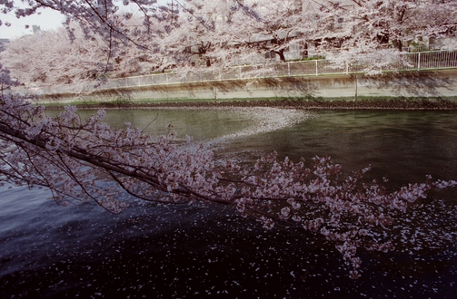 c0124773_1855211.jpg
