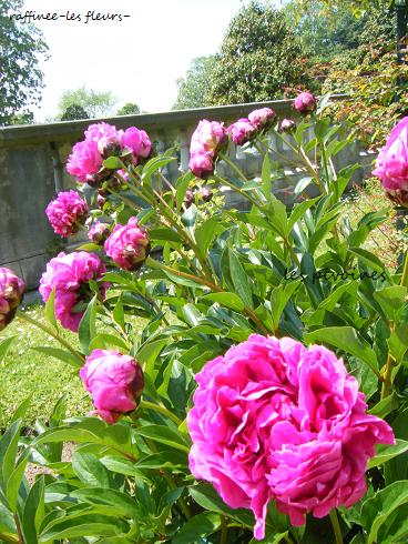5月東京レッスン Grand Bouquet De Pivoines 芍薬のグランブーケ Cahier De Raffinee