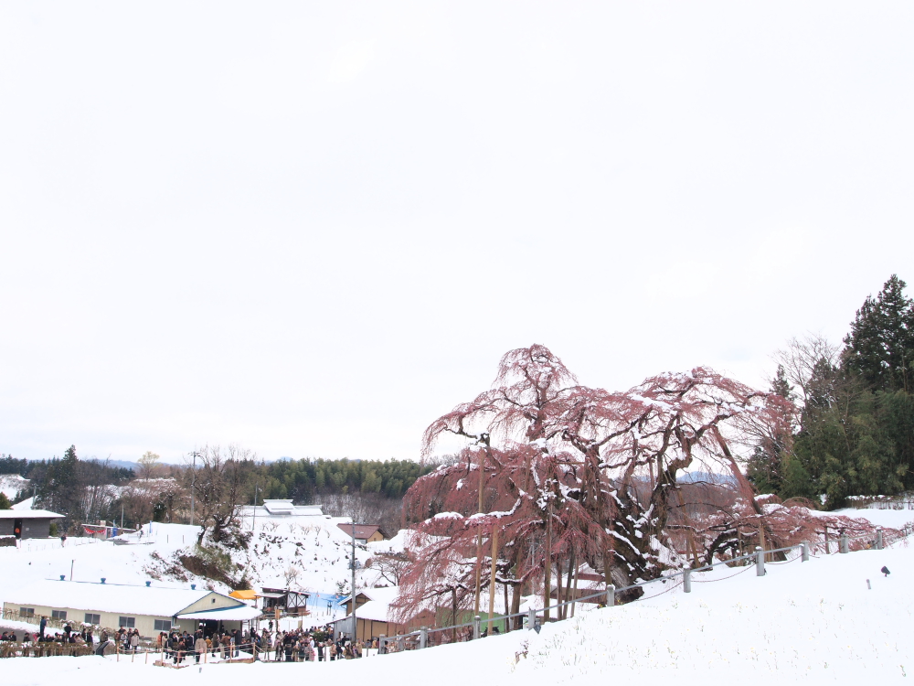 三春町　「滝桜」　日本三大桜　２０１０年４月１７日　撮影_e0143883_16531714.jpg