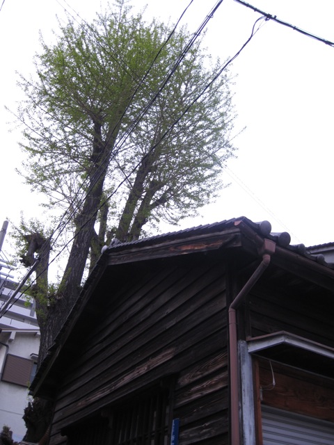 e0185385_16484385.jpg