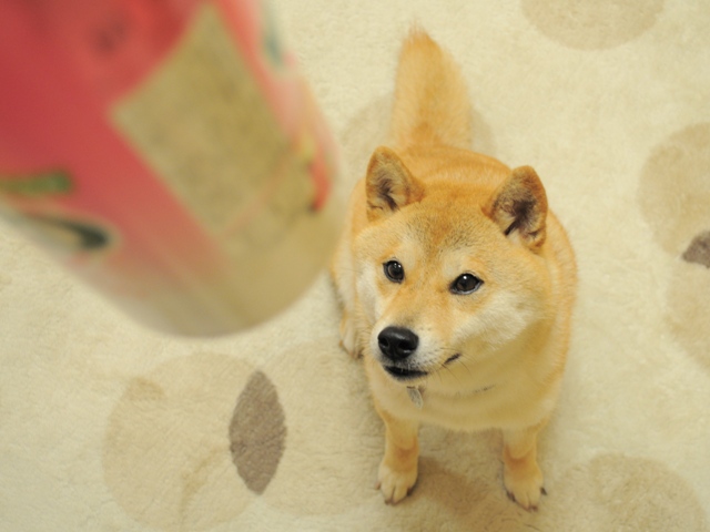 かぼちゃん、みっけ!_a0126590_2242632.jpg