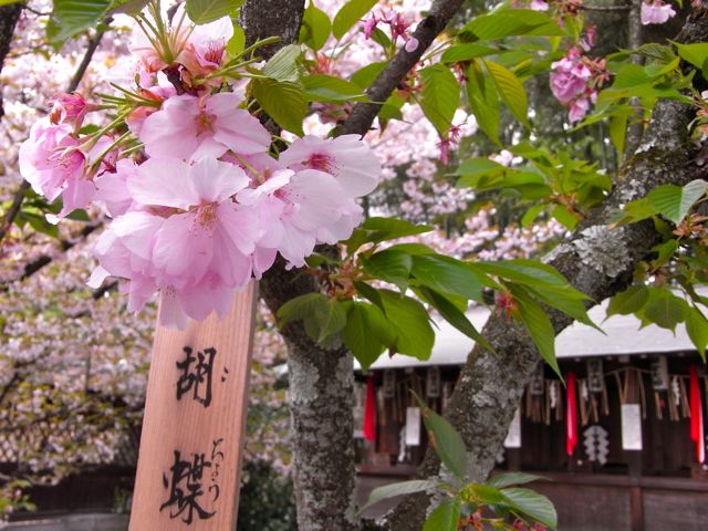 a0125694_23553660.jpg