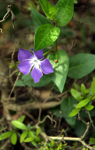 花三種_b0137399_10452912.jpg